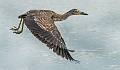 Kirms Photography Night Heron-9